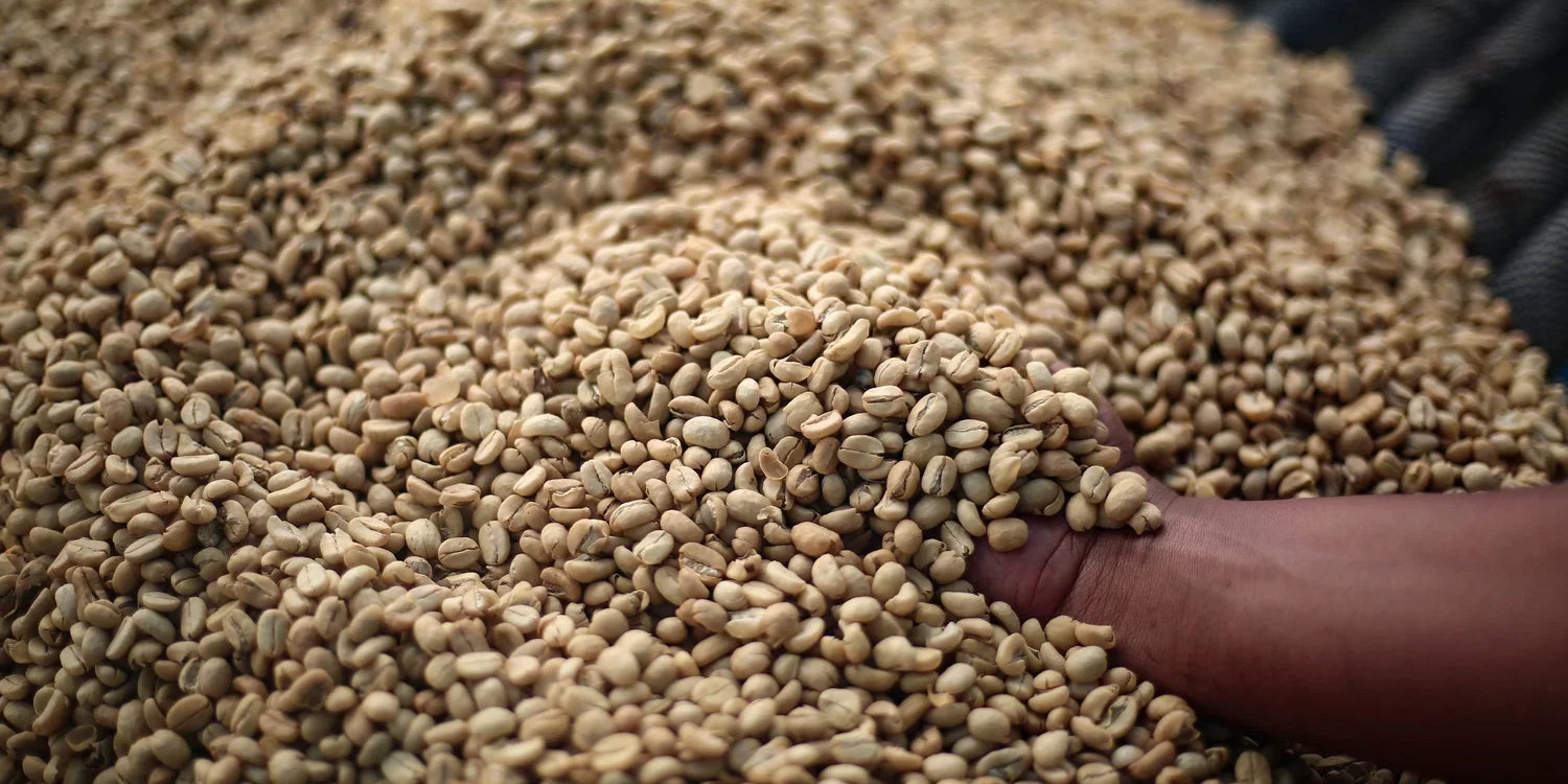 What does "Process" Mean in Coffee?