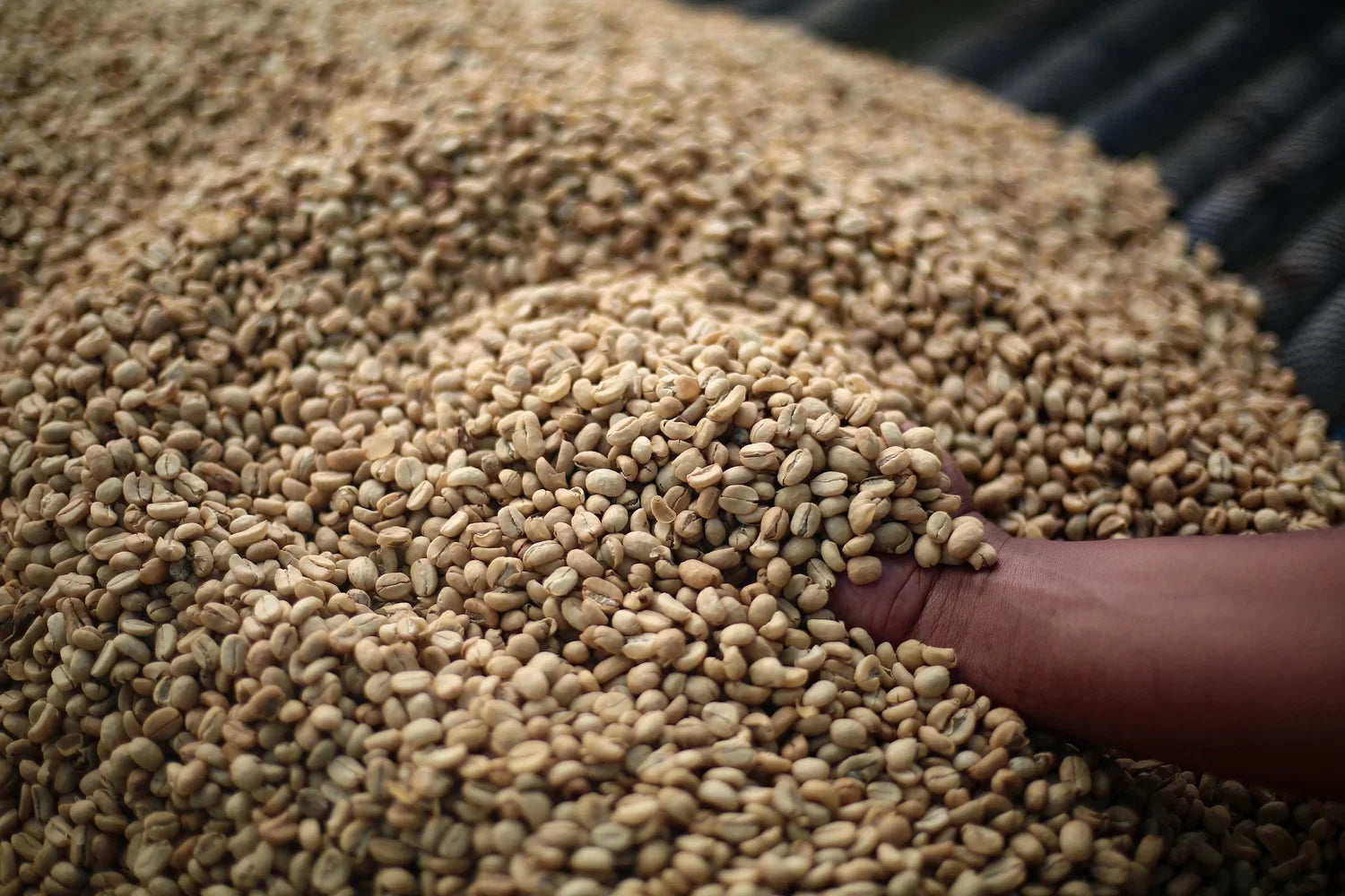 What does "Process" Mean in Coffee?
