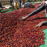 Ethiopia - Wush Wush