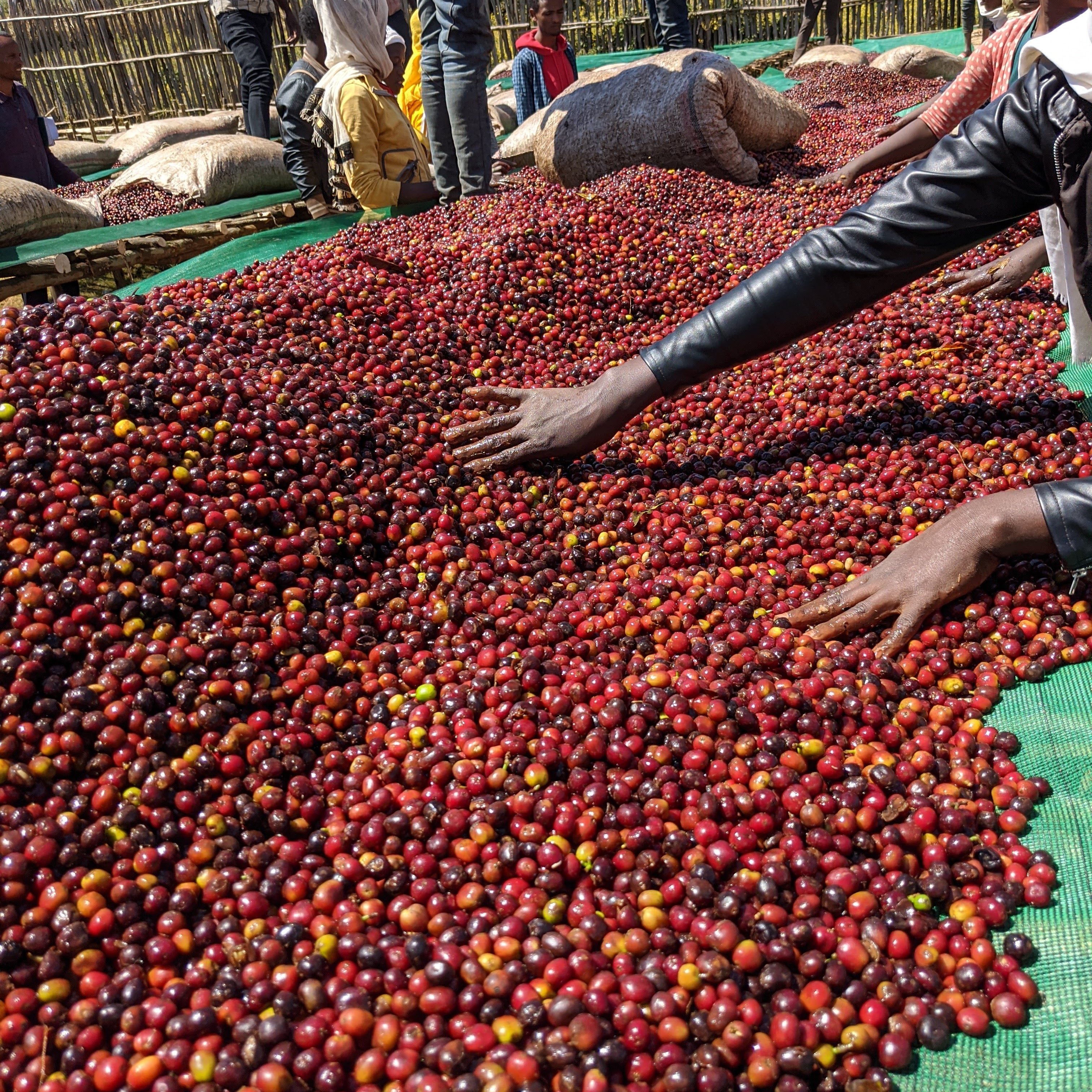 Ethiopia - Wush Wush