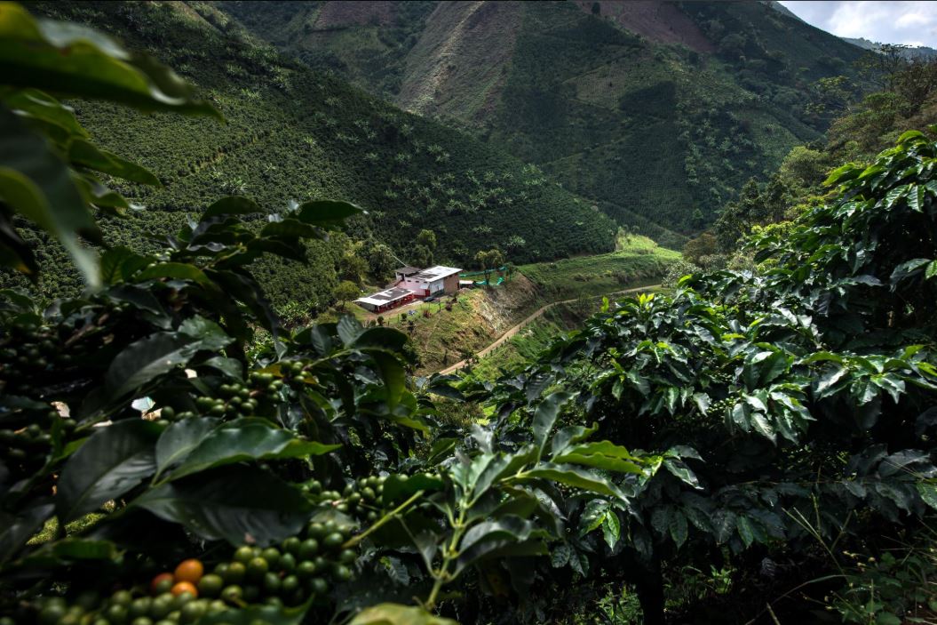 Colombia - La Reserva