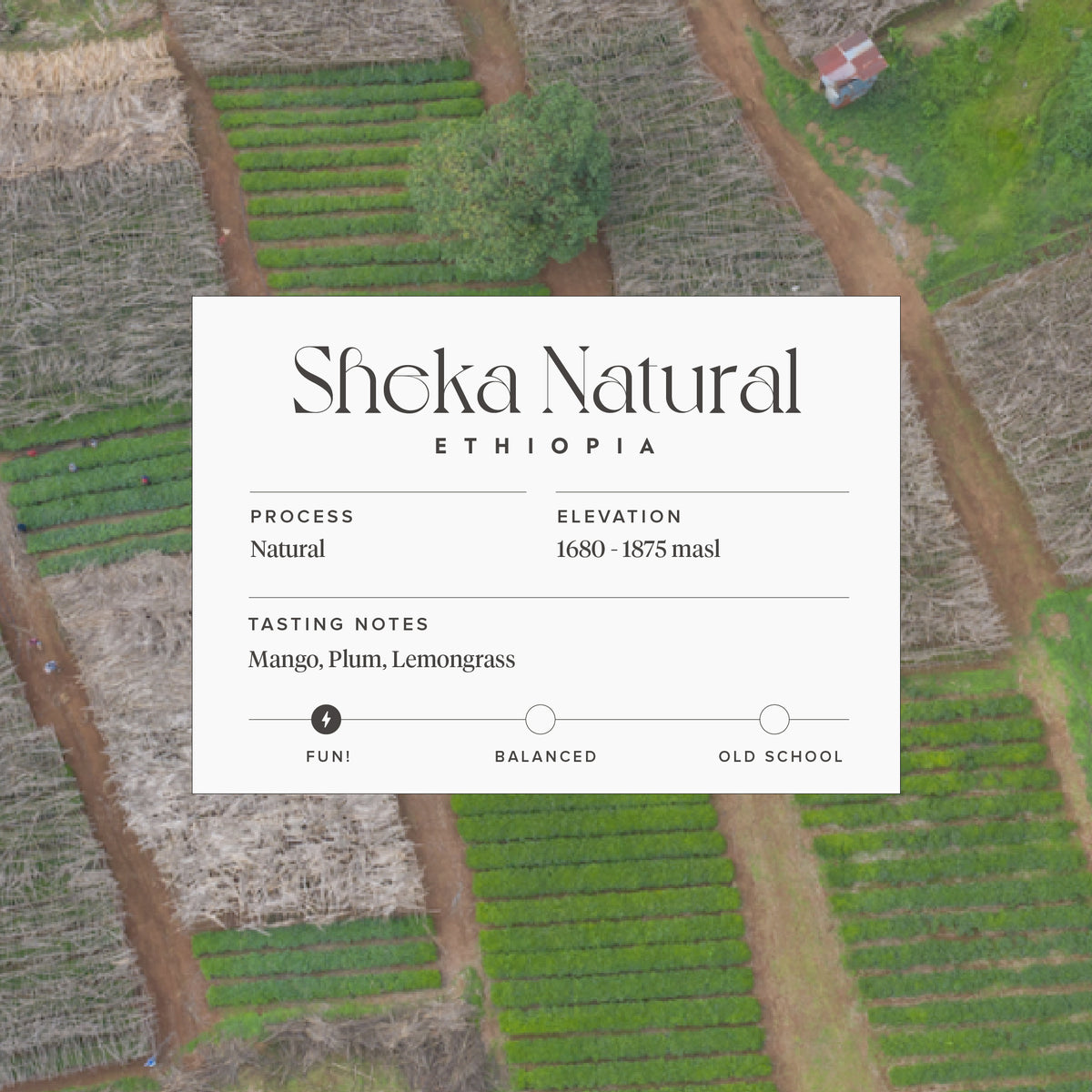 Ethiopia - Sheka Natural