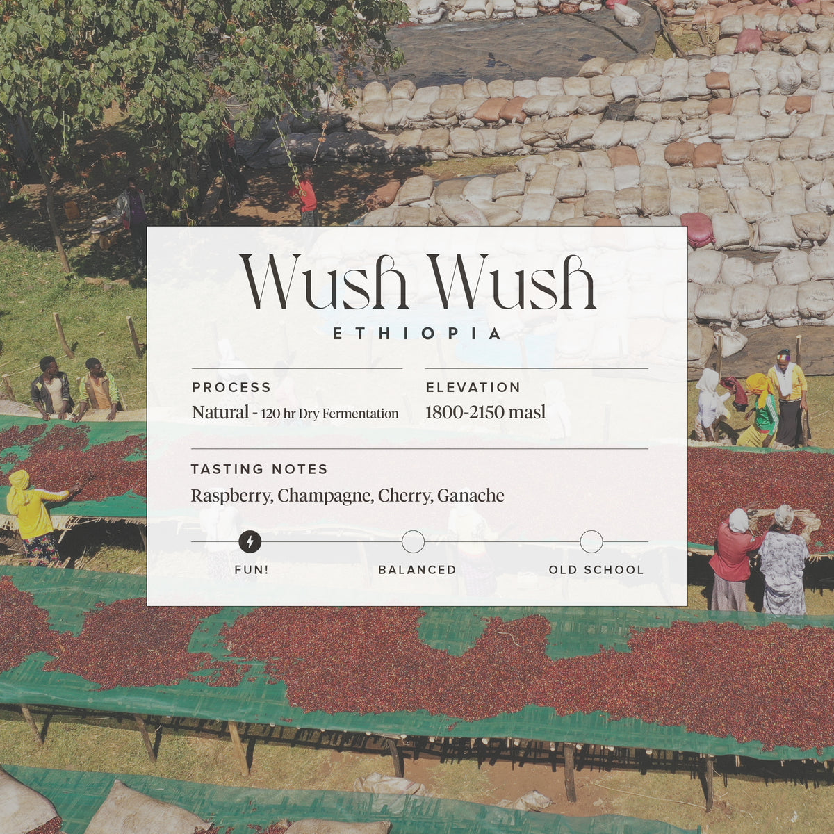 Ethiopia - Wush Wush
