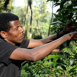 Ethiopia - Sheka Natural