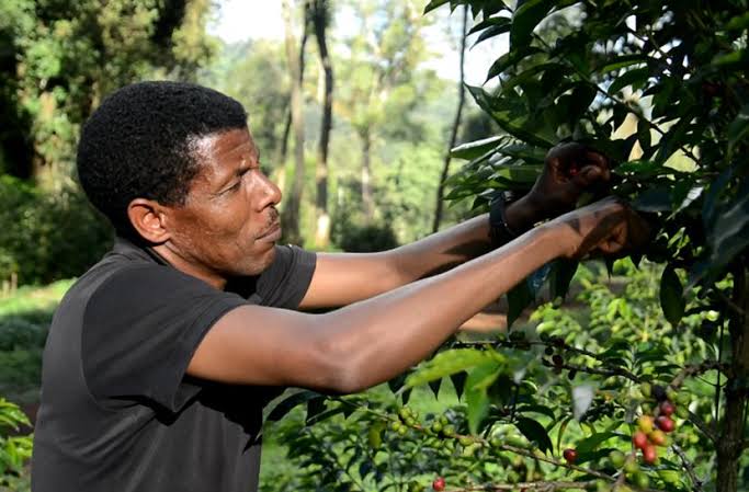 Ethiopia - Sheka Natural